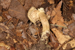 Tricholoma odorum