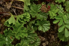 Gunnera magellanica