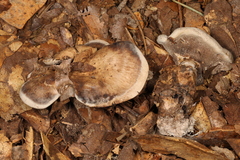 Hydnellum piperatum