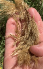 Miscanthus nepalensis