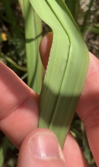 Miscanthus nepalensis