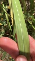 Miscanthus nepalensis