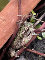 Dendropsophus molitor