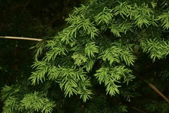 Podocarpus nubigenus