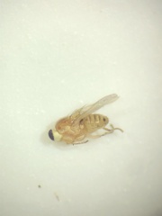 Chyromyidae