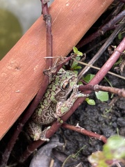 Dendropsophus molitor