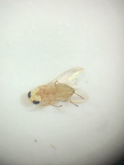Chyromyidae