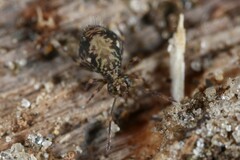 Ptenothrix