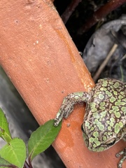 Dendropsophus molitor