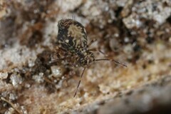 Ptenothrix