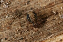 Ptenothrix
