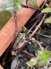 Dendropsophus molitor