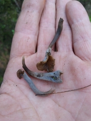 Craterellus sinuosus
