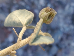 Horsfordia newberryi