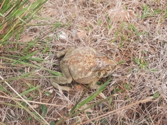 Duttaphrynus melanostictus