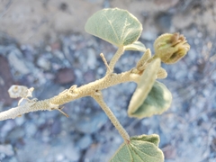 Horsfordia newberryi