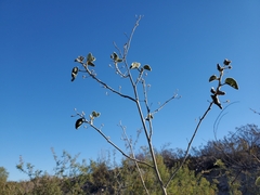 Horsfordia newberryi