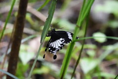 Papilio nephelus