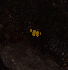 Cyllopoda jatropharia