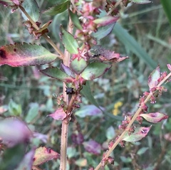 Acanthuchus trispinifer