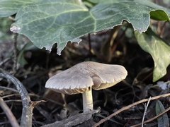 Coprinopsis uliginicola