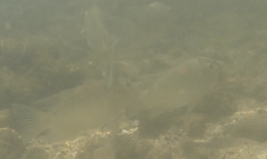 Sarotherodon melanotheron