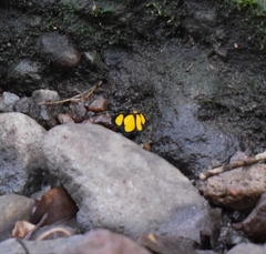 Cyllopoda jatropharia