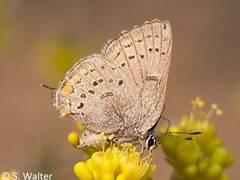 Satyrium californica