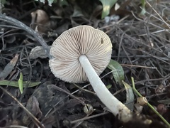 Coprinopsis uliginicola