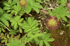 Acaena ovalifolia