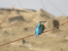 Alcedo atthis bengalensis