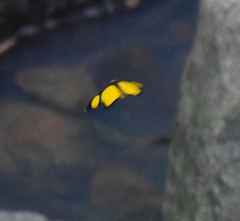 Cyllopoda jatropharia