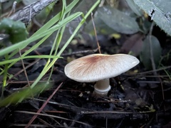 Lepiota castaneidisca
