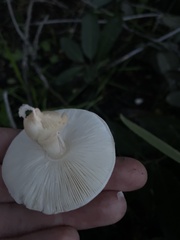 Lepiota castaneidisca