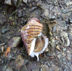 Opeatostoma pseudodon