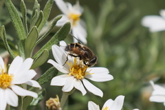 Eristalis croceimaculata