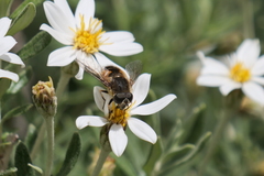 Eristalis croceimaculata