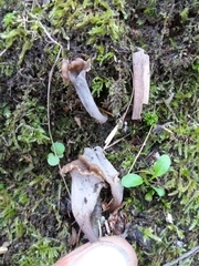 Craterellus sinuosus