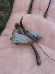 Craterellus sinuosus