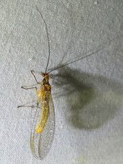 Dictyochrysa fulva