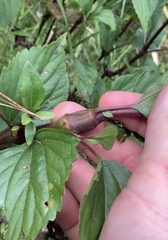 Procecidochares alani