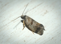 Bathrosterra calotropha