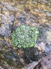 Dermatocarpon luridum