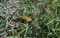 Staleochlora viridicata