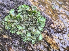 Dermatocarpon luridum