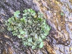 Dermatocarpon luridum