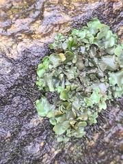 Dermatocarpon luridum