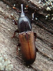 Mesites pallidipennis