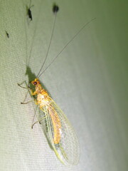 Dictyochrysa fulva