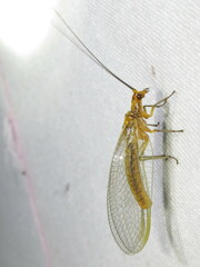 Dictyochrysa fulva